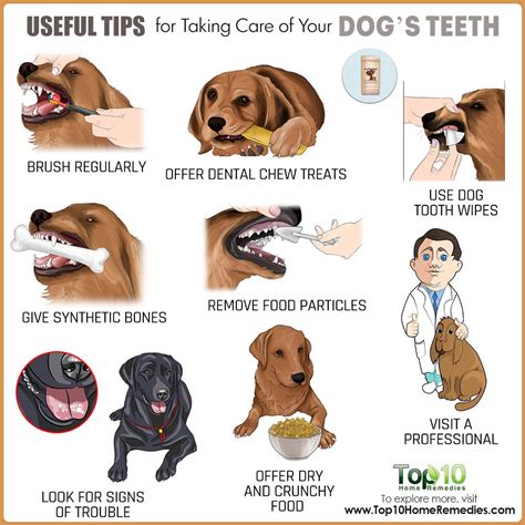 Useful Tips for Taking Care of Your Dog’s Teeth | Top 10 Home Remedies