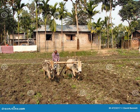 Oxen Plowing in India stock image. Image of asia, fashioned - 4723217