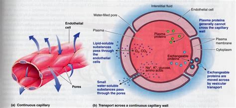 What Is A Capillary