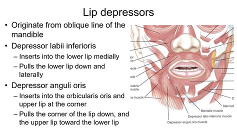 CSD2260 Lip Muscles - YouTube