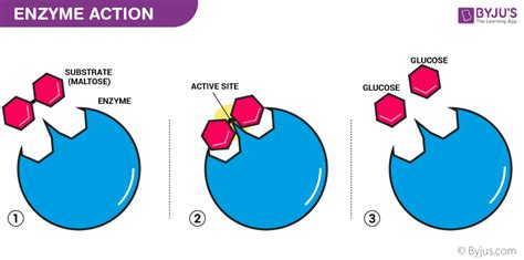 Enzymes - Structure, Classification, and Function