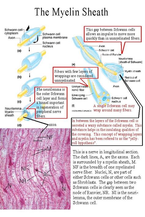 myelin sheath - Google Search | Neurology nursing, Anatomy and ...