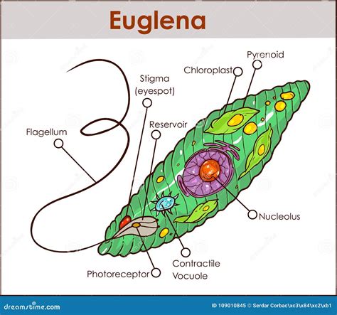 [DIAGRAM] Fungi Like Protists Diagram - MYDIAGRAM.ONLINE