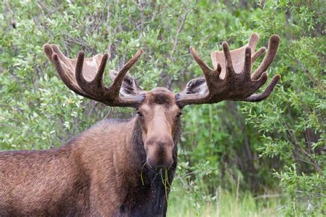 Why Do Moose have Antlers? – North American Nature