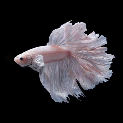 Pink Betta Fish: A Spectacular, Lively, and Bright Breed