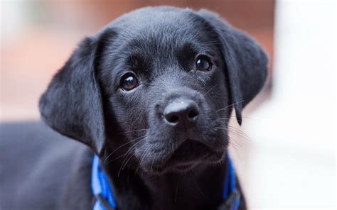 Black Labrador Retriever Wallpaper - WallpaperSafari