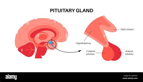 Pituitary gland anatomy, illustration Stock Photo - Alamy