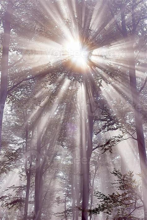 Sun rays and forest 12262856 Stock Photo at Vecteezy