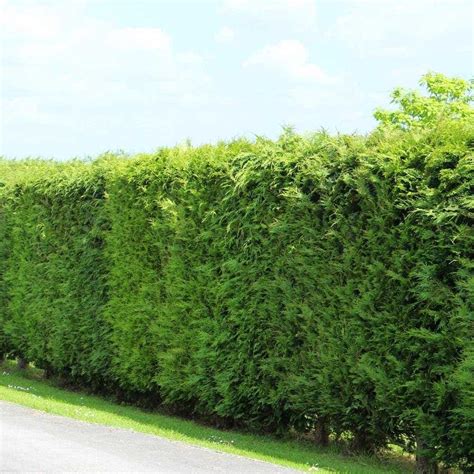 Leylandii Hedge Plants | best4hedging