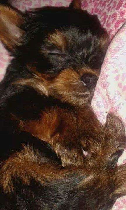 Baby yorkie sleeping ....awwww! | Baby yorkie, Puppies, Yorkie