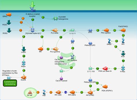 G-protein signaling - G-Protein alpha-q signaling cascades Pathway Map ...