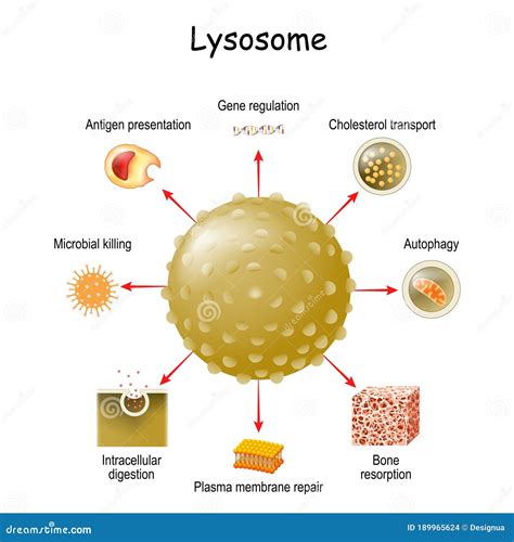 Lysosome Function. Multitask Lysosome. Intracellular Digestion Stock ...