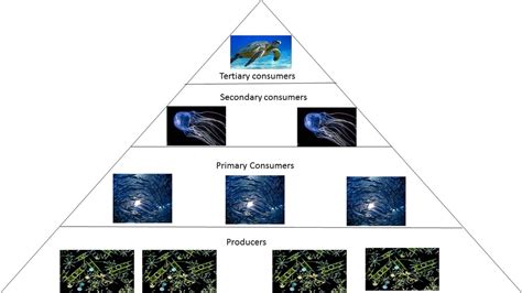 pyramid - The Box Jellyfish