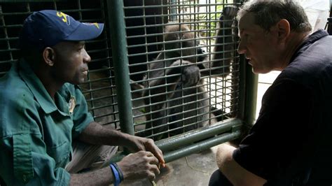 Cross River Gorilla | RARE: Creatures of the Photo Ark | Official Site ...