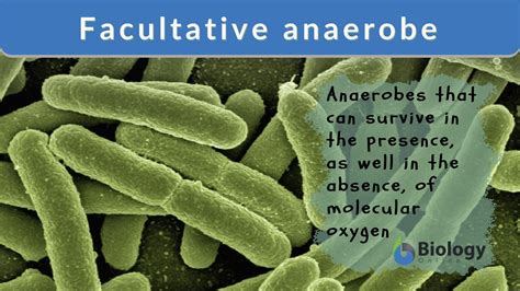 Facultative anaerobe Definition and Examples - Biology Online Dictionary