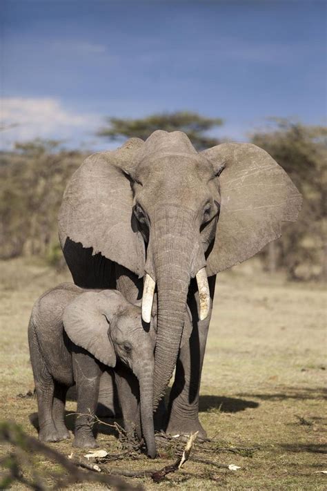 Elephants Love | Animals beautiful, Elephant love, Elephant pictures