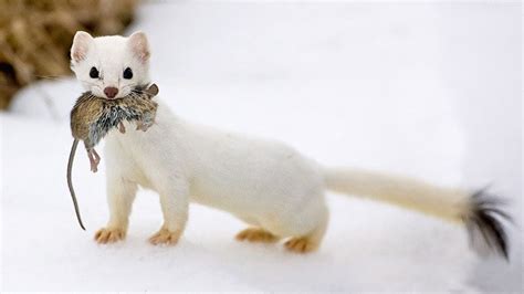 Do All Weasels Turn White In The Winter? All Answers - Musicbykatie.com