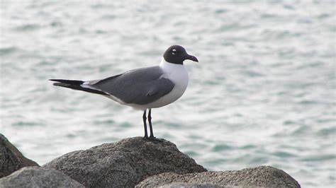 Laughing Gull | MarkEisingBirding