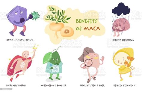 Health Benefits Of Maca Superfood Peruvian Root Vegetable Effects For ...