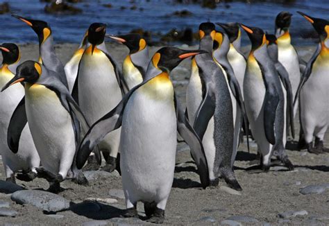 King Penguins May Extinct Due To Climate Change - Health Thoroughfare