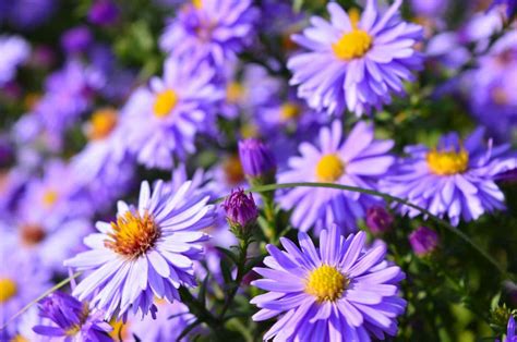 All About Asters: Meanings, Mysteries, and Marvelous Uses - Petal Republic