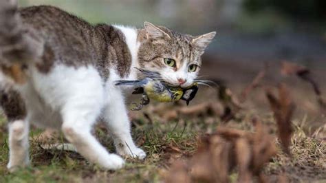 New Zealand Children Will No Longer Compete to Kill Feral Cats