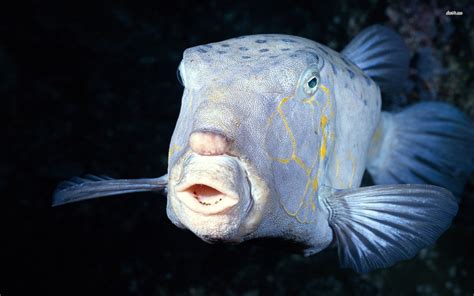 Deep sea fish that has human facial expressions survives in the ...