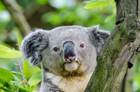 Koala Bear Free Stock Photo - Public Domain Pictures