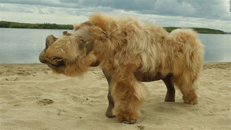 A 14,000-year-old puppy, whose perfectly preserved body was found in ...