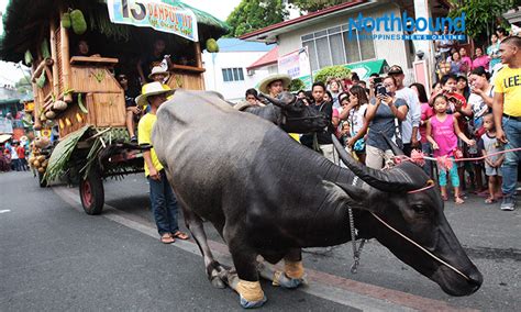 Bulacan Carabao Festival16 - Travel to the Philippines