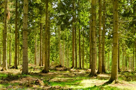 File:England - English Summer Forest (7183018142).jpg - Wikimedia Commons