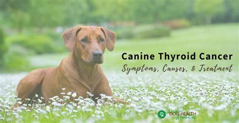 Canine Thyroid Cancer | Symptoms and Treatment