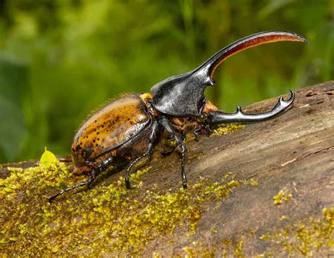 Rhinoceros Beetle- Megasoma Elephas | Focusing on Wildlife