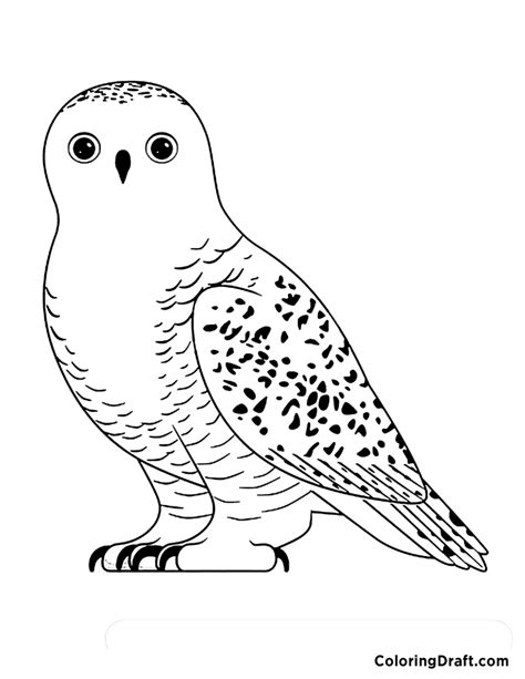 Snowy Owl Coloring Page