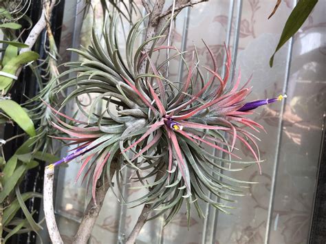 Air plants in bloom : r/airplants