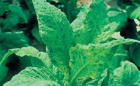 Tobacco Mosaic Virus - Symptoms, Transmission And Management