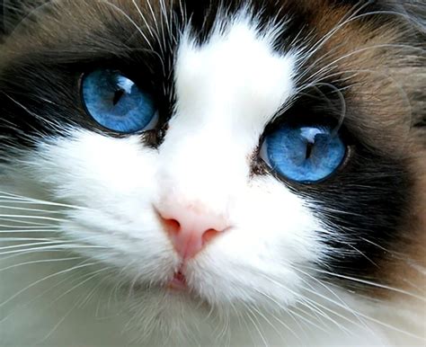 Download Cute Close-up Face Blue Eyes Kitten Animal Cat Cute Cat Image