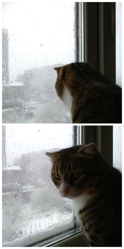 Sad cat Blank Template - Imgflip