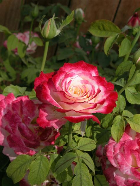 Rose | Description, Species, Images, & Facts | Britannica