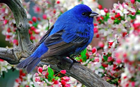 flowers, Birds, Branches Wallpapers HD / Desktop and Mobile Backgrounds