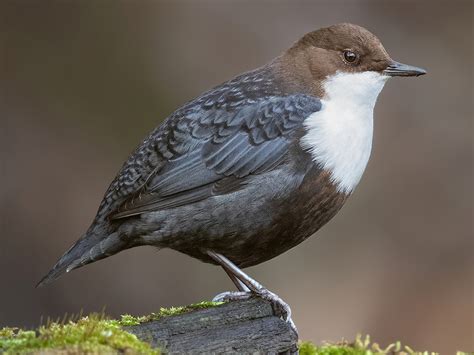 White-throated Dipper - eBird