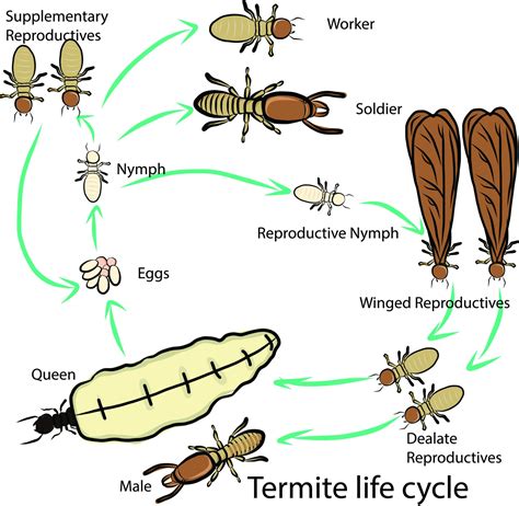 Bergen County Termite Control - Precise Termite & Pest Control