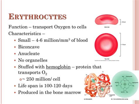 PPT - Blood PowerPoint Presentation, free download - ID:2334357