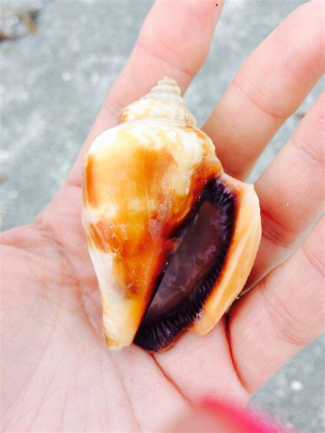 Florida Fighting Conch Shell | Fighting conch, Conch shell, Conch