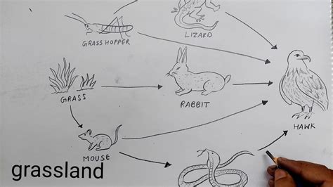 how to draw foodchain l grassland foodchain - YouTube