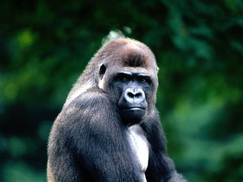 Western Lowland Gorilla