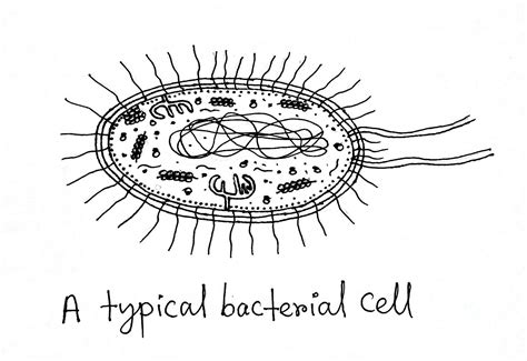 Virus Bacteria Structure Structure Diagrams