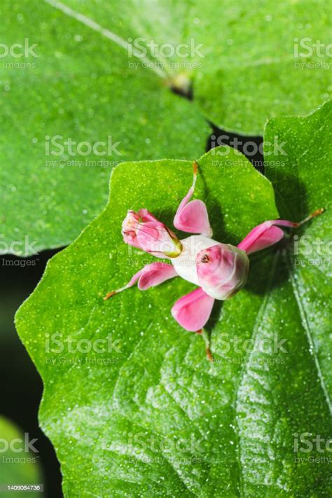 Orchid Mantis Camouflage Pink Orchid Mantis Hymenopus Coronatus Walking ...