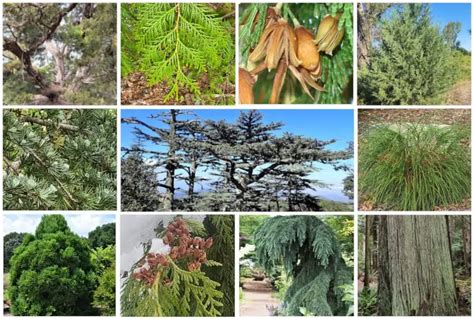 Cedar Tree Facts, Types, Identification, Diseases, Pictures, 51% OFF