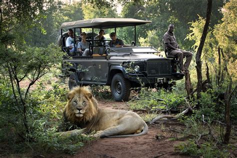 The Ultimate Guide to a South Africa Safari Experience | Go2Africa